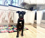 Small #26 Labrador Retriever