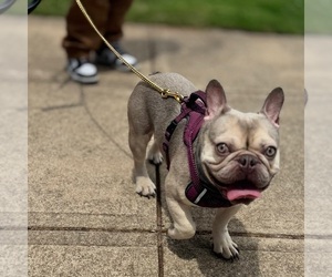 Father of the French Bulldog puppies born on 08/01/2026