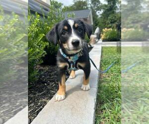 Beagle-Unknown Mix Dogs for adoption in Spring Lake, NJ, USA