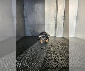 Chihuahua-Unknown Mix Dogs for adoption in San Antonio, TX, USA