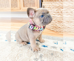 Small Photo #4 French Bulldog Puppy For Sale in ARLINGTON, WA, USA