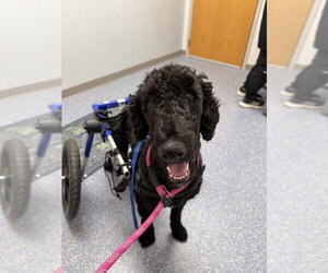 Doll - Female Poodle (Standard)-Unknown Mix Dog for Adoption - Photo #4
