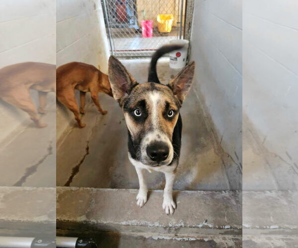 Medium Photo #4 Akita-Unknown Mix Puppy For Sale in El Centro, CA, USA