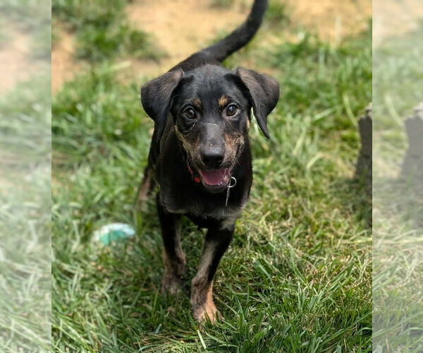 Medium Photo #1 Labrador Retriever-Unknown Mix Puppy For Sale in Holly Springs, NC, USA