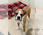Small #6 Boxer