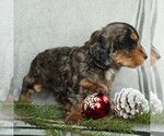 Small Photo #5 Cockapoo-Poodle (Miniature) Mix Puppy For Sale in GAP, PA, USA