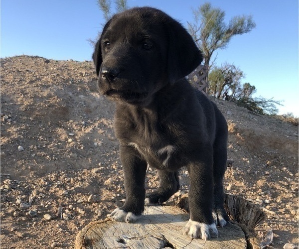 Medium Photo #21 Great Pyredane Puppy For Sale in KINGMAN, AZ, USA