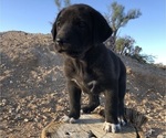 Small Photo #21 Great Pyredane Puppy For Sale in KINGMAN, AZ, USA