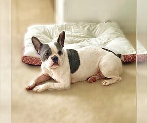 French Bulldog Dog for Adoption in LAKELAND, Florida USA