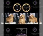 Puppy Barbie AKC Poodle (Toy)