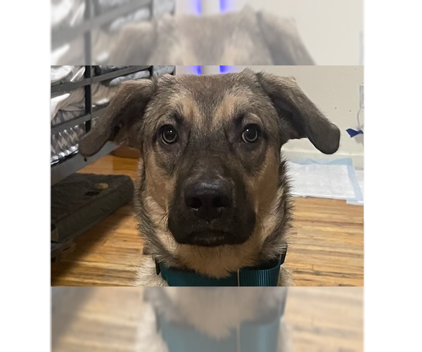 Medium Photo #17 Shepradors Puppy For Sale in Brewster, NY, USA