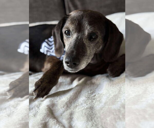 Medium Photo #1 Dachshund-Unknown Mix Puppy For Sale in Germantown, OH, USA