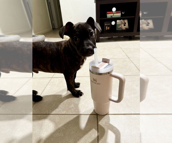 Medium Photo #3 Chiweenie Puppy For Sale in San Diego, CA, USA