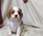 Small #4 Cavalier King Charles Spaniel