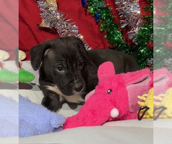 Medium Photo #5 American Bulldog-Labrador Retriever Mix Puppy For Sale in Tarrytown, GA, USA