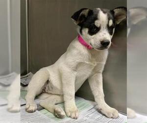 Chihuahua-Huskies Mix Dogs for adoption in Visalia, CA, USA