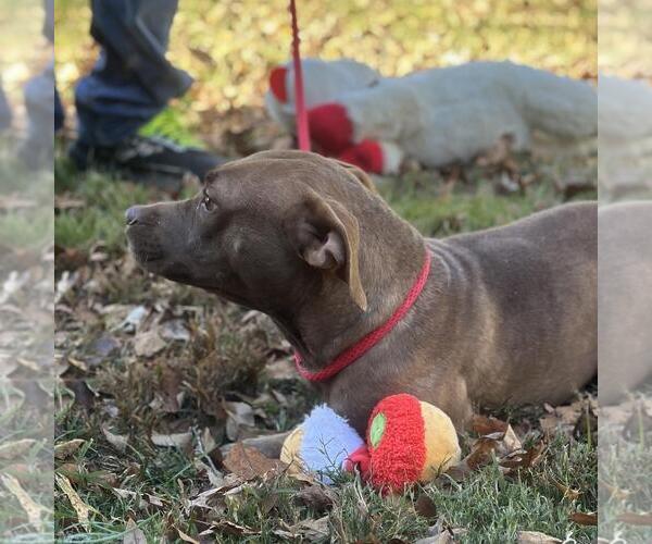 Medium Photo #3 Mutt Puppy For Sale in Yardley, PA, USA