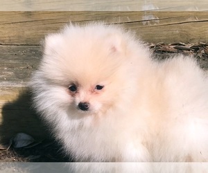 Pomeranian Puppy for sale in DAWSONVILLE, GA, USA