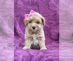 Small Photo #1 Poochon Puppy For Sale in LINCOLN UNIV, PA, USA