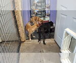 Small #6 Irish Wolfhound Mix