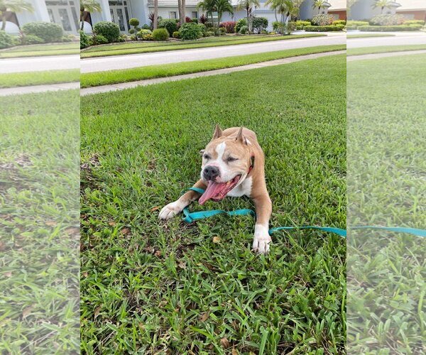 Medium Photo #18 American Pit Bull Terrier-Unknown Mix Puppy For Sale in Pompano Beach , FL, USA