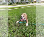 Small Photo #18 American Pit Bull Terrier-Unknown Mix Puppy For Sale in Pompano Beach , FL, USA