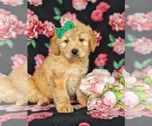 Goldendoodle-Poodle (Miniature) Mix Puppy for sale in KIRKWOOD, PA, USA