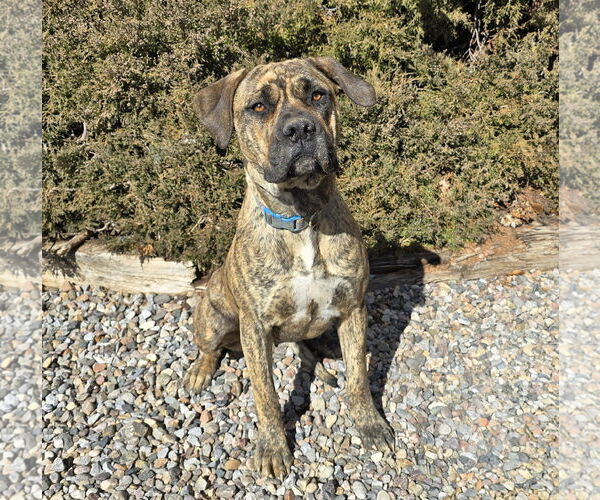 Medium Photo #2 Mastiff-Unknown Mix Puppy For Sale in Albuquerque, NM, USA