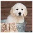 Small Photo #1 Golden Retriever Puppy For Sale in ARCADE, GA, USA