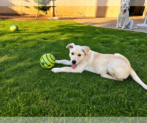 Medium Photo #4 Labrador Retriever-Unknown Mix Puppy For Sale in Clovis, CA, USA