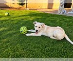 Small #3 Labrador Retriever Mix