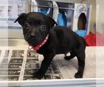 Small Labrador Retriever Mix