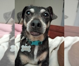 Huey - Male Chihuahua-Unknown Mix Dog for Adoption - Photo #4