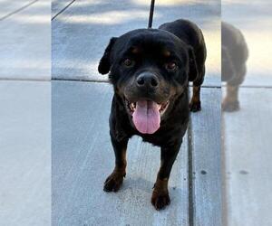 Rottweiler Dogs for adoption in Downey, CA, USA