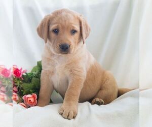 Labrador Retriever Puppy for sale in GREEN PARK, PA, USA