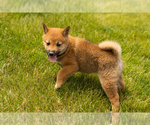 Small #6 Shiba Inu