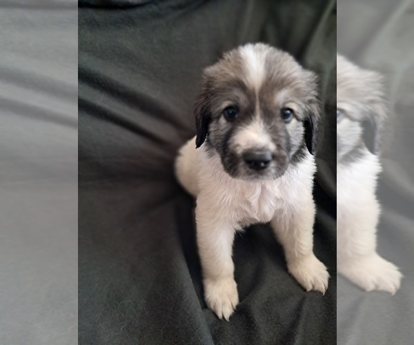 Medium Photo #4 Great Pyrenees Puppy For Sale in BANCROFT, WI, USA