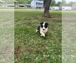 Small #5 Border Collie-Collie Mix
