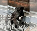 Small #3 French Bulldog-Staffordshire Bull Terrier Mix