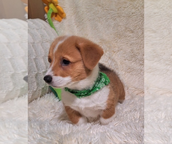 Medium Photo #36 Pembroke Welsh Corgi Puppy For Sale in ARROYO GRANDE, CA, USA