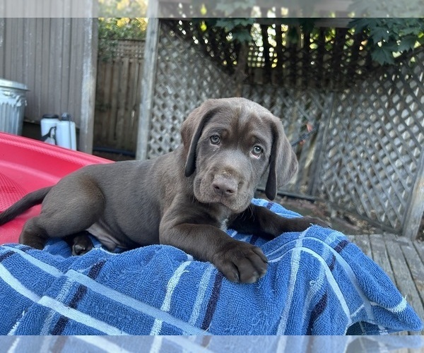 Medium Photo #2 German Shorthaired Lab Puppy For Sale in TACOMA, WA, USA
