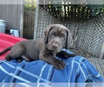 Small #1 German Shorthaired Lab