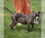 Small #3 Boxer-Bull Terrier Mix