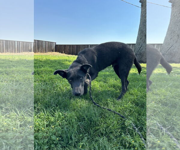 Medium Photo #4 Chesapeake Bay Retriever-Unknown Mix Puppy For Sale in Chico, CA, USA