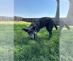 Small #3 Chesapeake Bay Retriever Mix