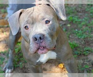 American Pit Bull Terrier-Unknown Mix Dogs for adoption in Tallahassee, FL, USA