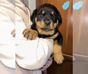 Rottweiler Puppy for sale in ALBION, MI, USA