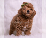 Small #1 Poodle (Miniature)