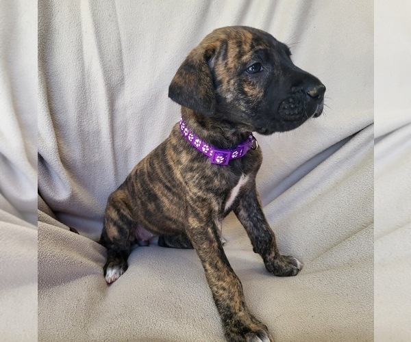 Medium Photo #1 Daniff Puppy For Sale in TIFFIN, OH, USA