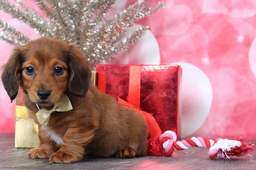 Medium Photo #5 Dachshund Puppy For Sale in BEL AIR, MD, USA